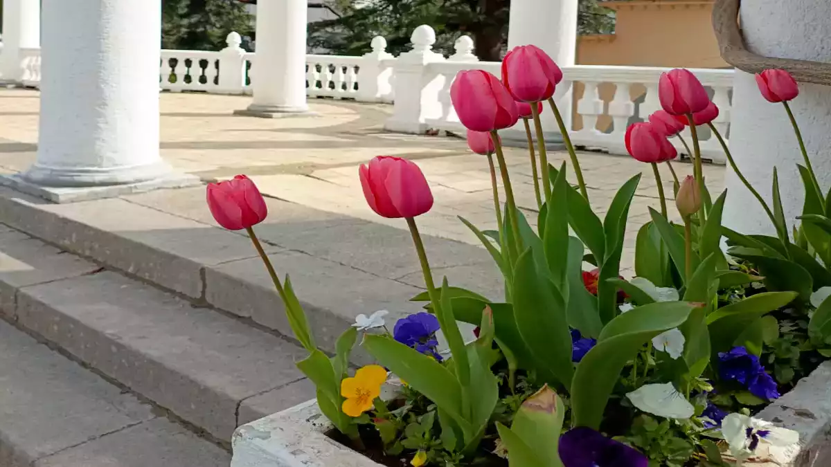 Парад тюльпанов Крым